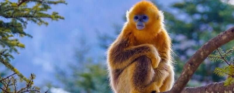 金丝猴几级保护动物（金丝猴属于几级保护野生动物）