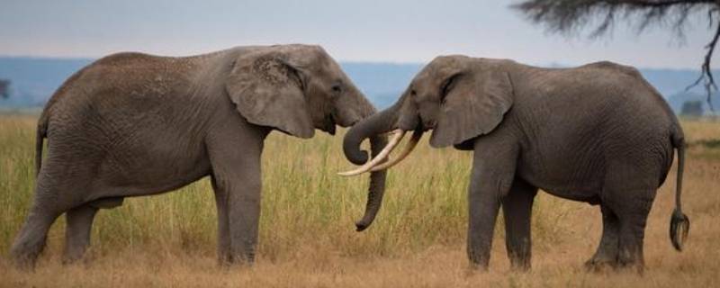 亚洲象属于什么重点保护野生动物 亚洲象是什么地区的保护动物
