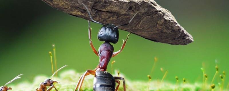 蚂蚁是怎么搬运食物的 蚂蚁是怎么搬运食物的重点内容写出来