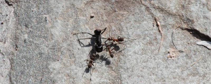 弓背蚁又被称为 弓背蚁属百科