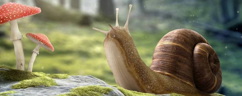 蜗牛的特征 介绍一下蜗牛的特征