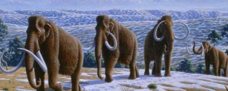 猛犸象灭绝了吗 猛犸象灭绝了吗的短视频