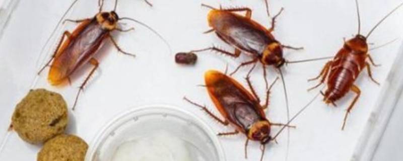 家里发现蟑螂怎么办 家里有蟑螂怎么办能除根