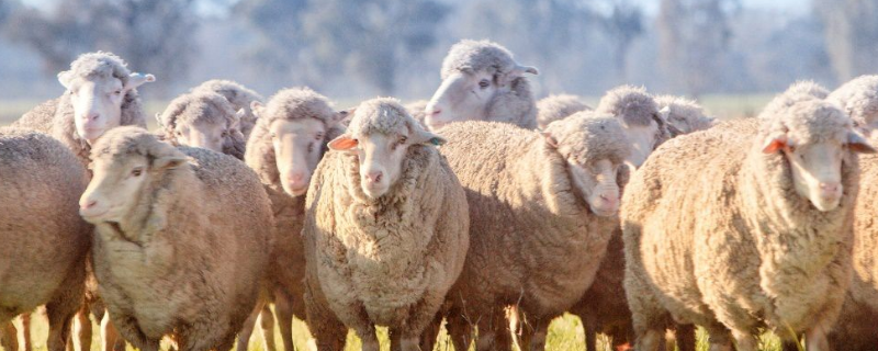 澳洲羊毛和羊绒的区别 澳洲羊毛和纯羊毛的区别