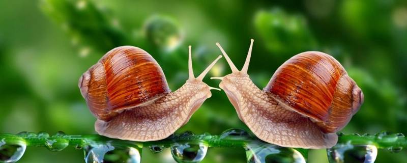 蜗牛喜欢在什么环境的地方生活 蜗牛喜欢在什么环境的地方生活实验