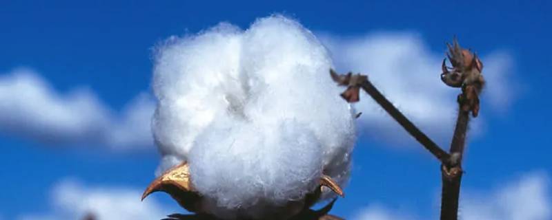 棉花的作用 化学实验中棉花的作用