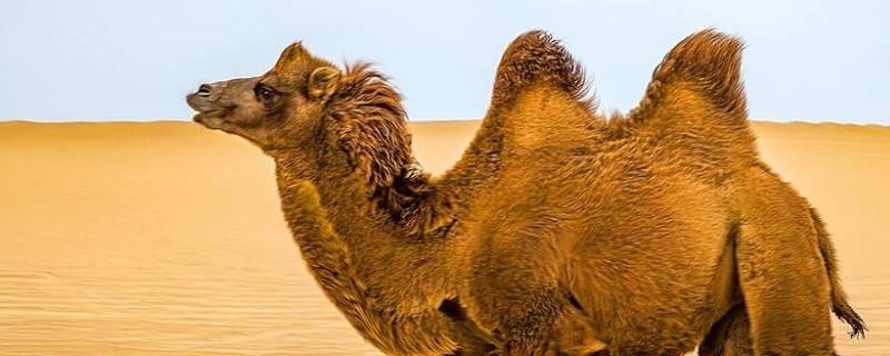 骆驼为什么可以吃带刺的仙人掌 骆驼为什么可以吃带刺的仙人掌叶子