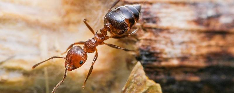 家里一直有蚂蚁怎么彻底解决 家里有蚂蚁怎么办