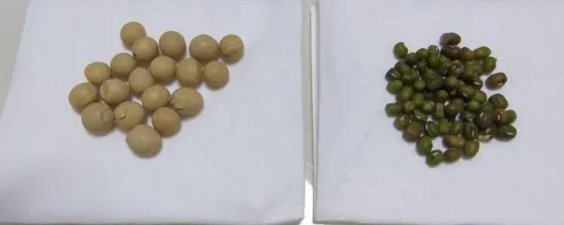 绿豆和黄豆有什么区别（绿豆和黄豆的区别有什么关系）