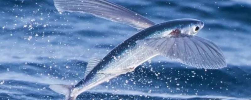 海洋中有没有会飞的鱼 海洋中的鱼会飞吗