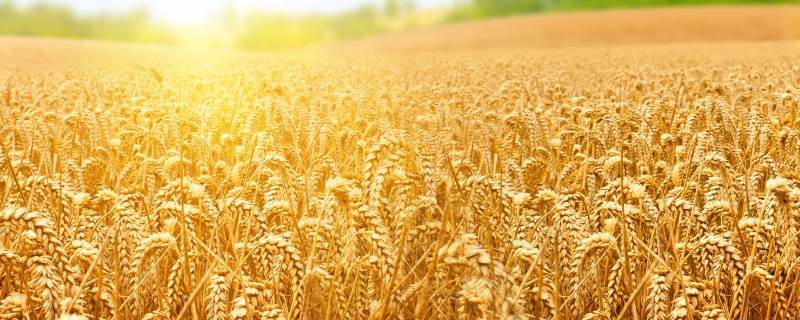 收麦子是几月份 2022年收麦子是几月份