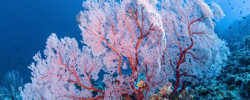 珊瑚是一种动物还是植物 珊瑚是一种植物还是一种动物