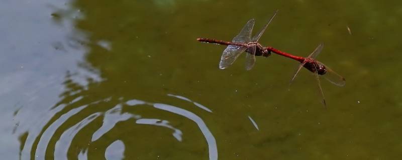 蜻蜓点水是生物的什么特征（蜻蜓点水是什么现象）