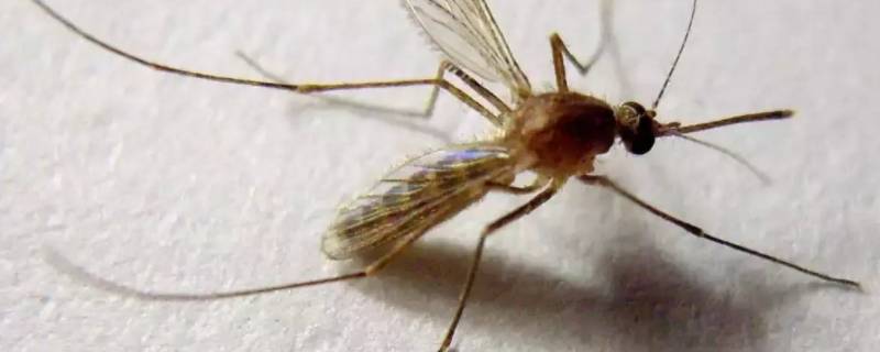 秋天蚊子多是什么原因 秋天蚊子多是什么原因 而且不怎么咬人