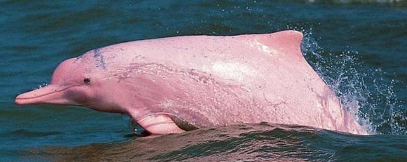 粉色海豚是怎么回事（粉色海豚是什么原因）