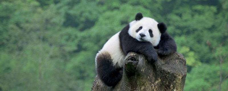 大熊猫新亚种是哪里的大熊猫（哪里的大熊猫被称为大熊猫新亚种）