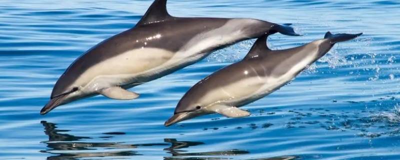 海豚是国家几级保护 海豚受国家保护吗
