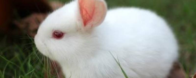 小白兔有趣的特点（小白兔有趣的特点和特征）