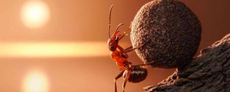 如何消灭家庭室内的蚂蚁 如何消灭家中的蚂蚁