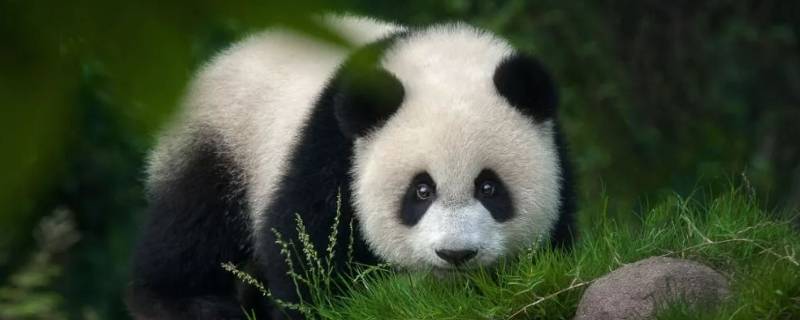 野生大熊猫在大部分时间里是独居还是群居