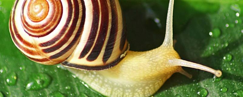 蜗牛是雌雄同体动物吗 蜗牛是雄雌同体,都会什么