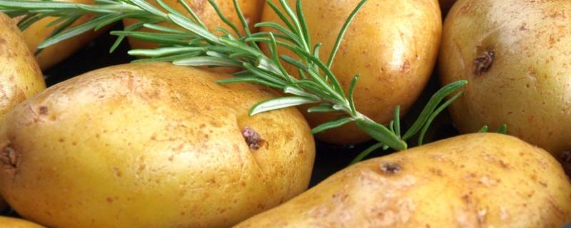 隔水蒸土豆要多久才熟 土豆隔水蒸多久 能熟