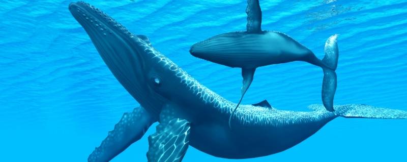 鲸的身体有多长 鲸的身体有多长等于多少辆大巴车
