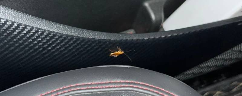 汽车里面有蟑螂怎么办 车上有蟑螂了怎么办