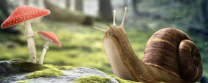 蜗牛有听觉和视觉吗 蜗牛有没有视觉和听觉