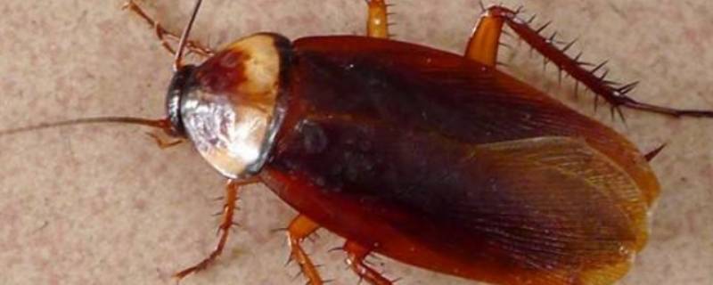 蟑螂卵多久孵化 蟑螂卵多久孵化出蟑螂