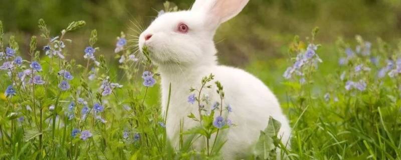小白兔有哪些特点有趣的地方 小白兔的特点是什么有趣在哪儿