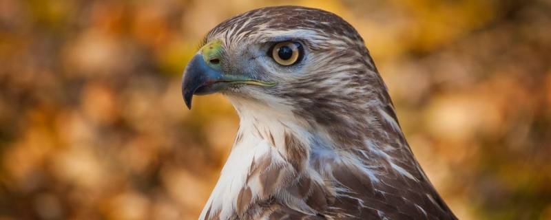 老鹰的眼睛的特点 老鹰的眼睛像什么一样锐利