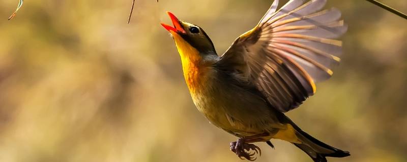 鸟类在什么时分鸣叫尤为起劲 鸟类在什么时分鸣叫的尤其起劲