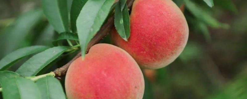 桃子几月份成熟 桃子几月份成熟期