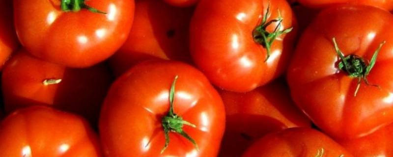 西红柿是蔬菜还是水果（西红柿是蔬菜还是水果? 为什么?）
