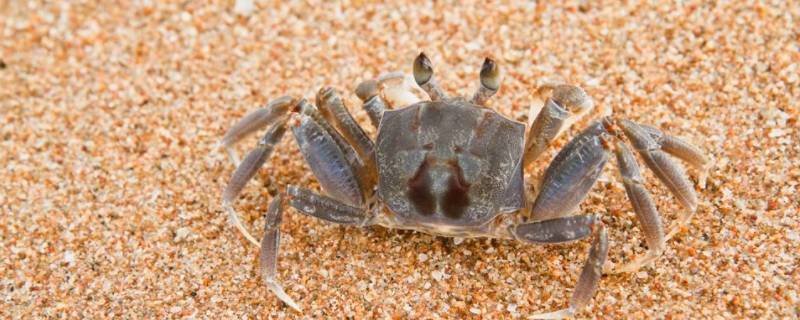 螃蟹如何区分公母 螃蟹怎么区分公的母的