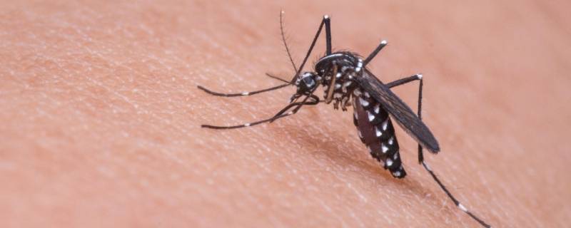 冬天家里有蚊子怎么办能除根 冬天家里蚊子多怎么才能去除干净