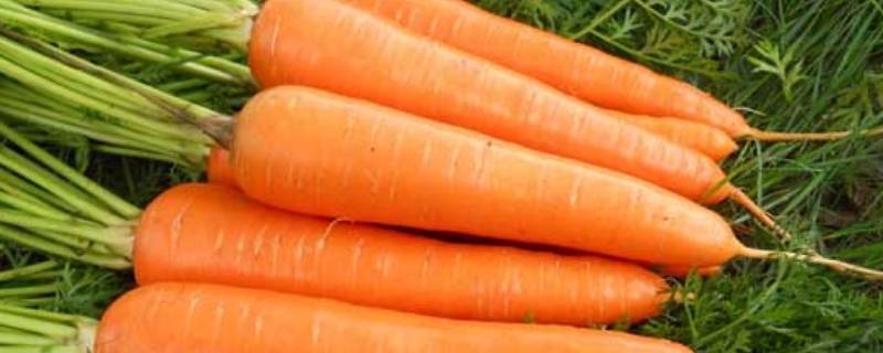 胡萝卜是变态根还是变态茎 萝卜属于变态根还是变态茎