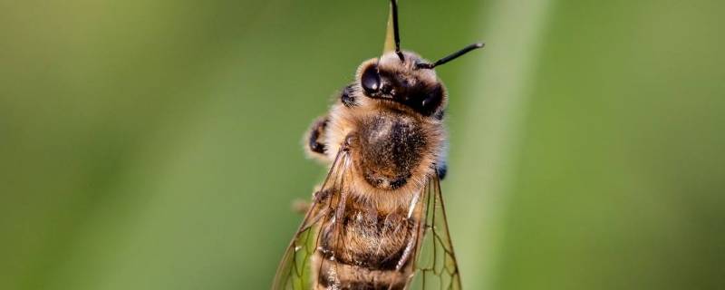 蜜蜂吃蜂蜜吗 蜜蜂会吃蜂蜜吗?
