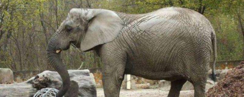 大象的长鼻子是怎样长成的 大象的长鼻子是怎样长成的脑筋急转弯