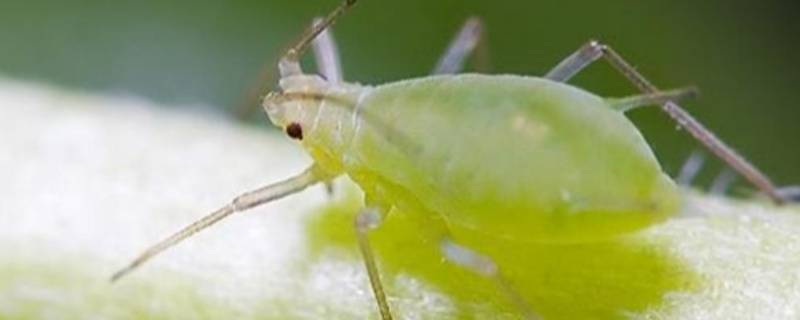 蚜虫是单细胞生物吗（蚜虫是单细胞动物吗）