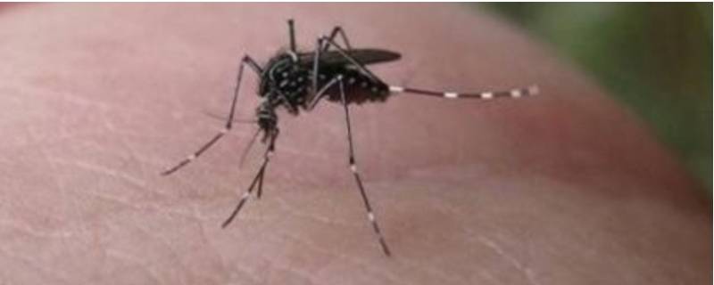 蚊子的存在有什么意义和价值 蚊子有啥价值