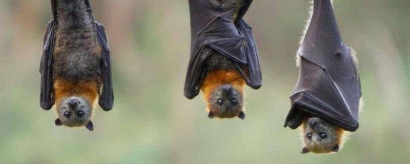 蝙蝠寿命 蝙蝠寿命有多长寿