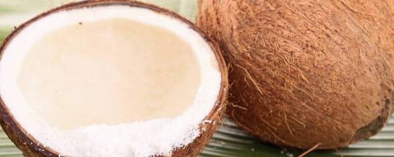 椰子品种 椰子品种图片及介绍