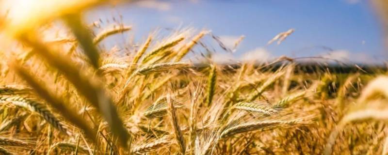 小麦的特点和用途 小麦的特点和用途三年级