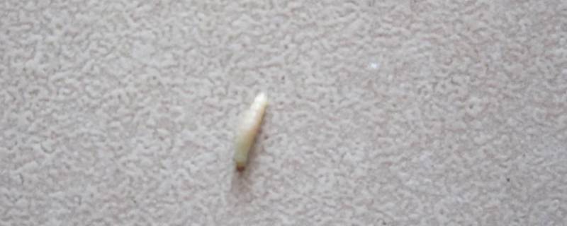沙发上白色的虫子是什么虫（皮沙发上白色的虫子是什么虫）