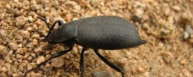 拟步甲虫怎么进屋的 步甲虫怎么进入的室内