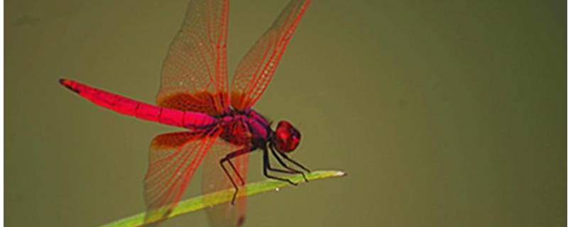 红色的蜻蜓有毒吗 紫红色蜻蜓有毒吗