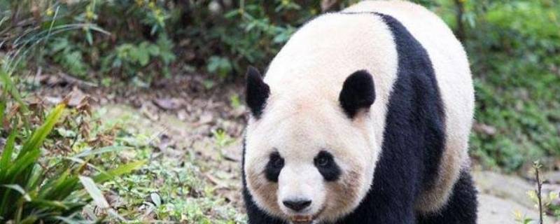 熊猫体重 熊猫体重大约多少千克