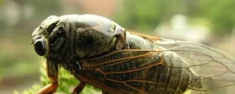 蝉怎么发出声音 蝉是怎么发出声音的?